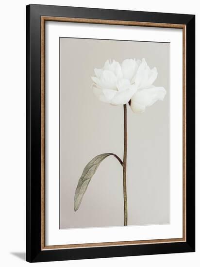 Peony 07-Pictufy Studio III-Framed Giclee Print