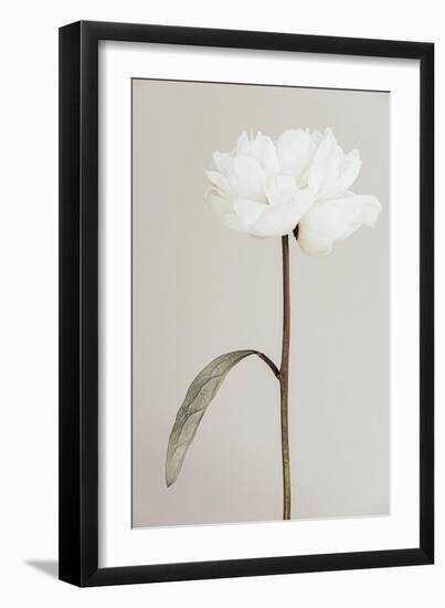 Peony 07-Pictufy Studio III-Framed Giclee Print