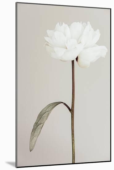 Peony 07-Pictufy Studio III-Mounted Giclee Print