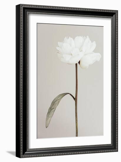 Peony 07-Pictufy Studio III-Framed Giclee Print