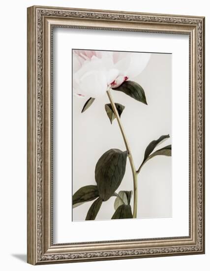 Peony 09-1x Studio III-Framed Photographic Print