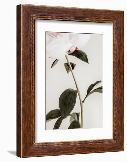 Peony 09-1x Studio III-Framed Photographic Print