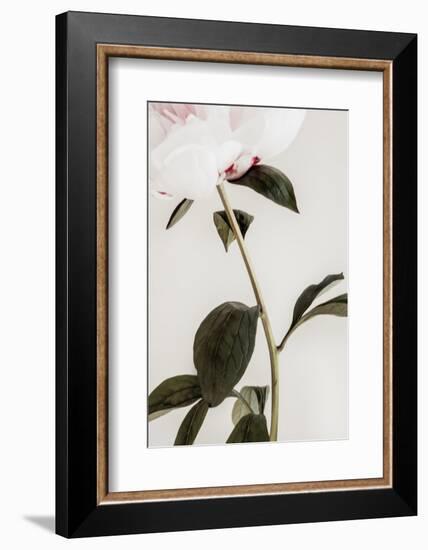 Peony 09-1x Studio III-Framed Photographic Print