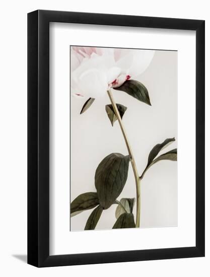 Peony 09-1x Studio III-Framed Photographic Print