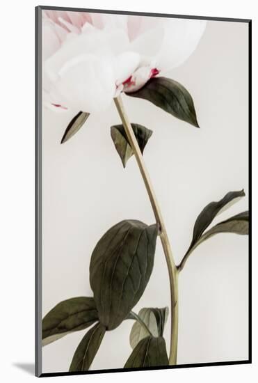 Peony 09-1x Studio III-Mounted Photographic Print