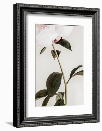 Peony 09-1x Studio III-Framed Photographic Print