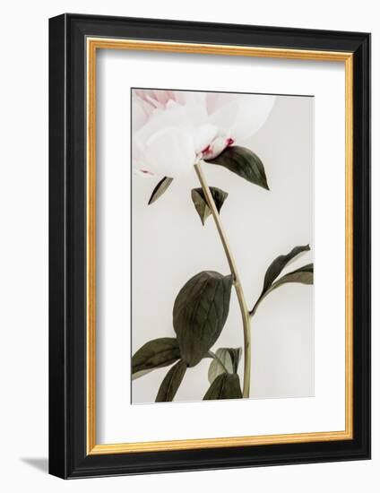 Peony 09-1x Studio III-Framed Photographic Print