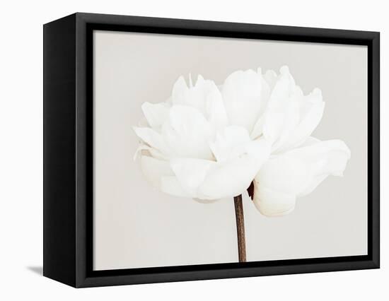 Peony 11-Pictufy Studio III-Framed Premier Image Canvas