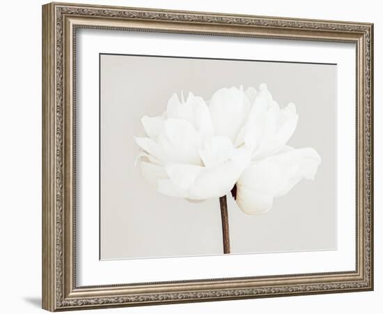 Peony 11-Pictufy Studio III-Framed Giclee Print