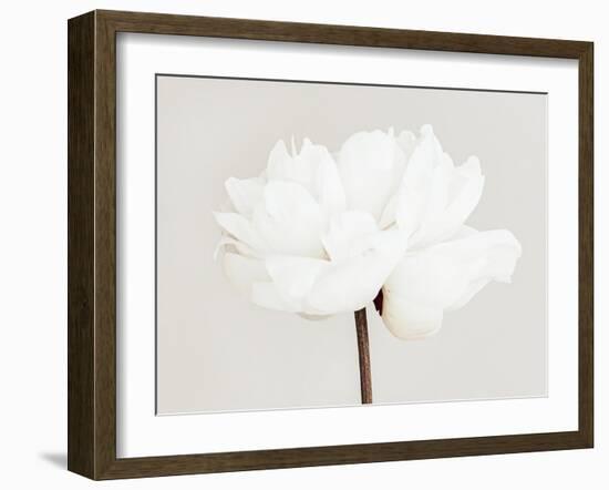 Peony 11-Pictufy Studio III-Framed Giclee Print