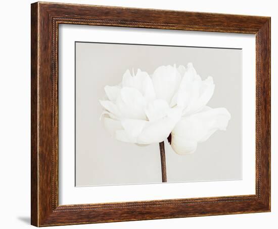 Peony 11-Pictufy Studio III-Framed Giclee Print