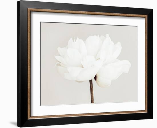 Peony 11-Pictufy Studio III-Framed Giclee Print