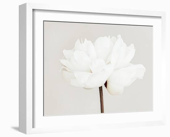 Peony 11-Pictufy Studio III-Framed Giclee Print