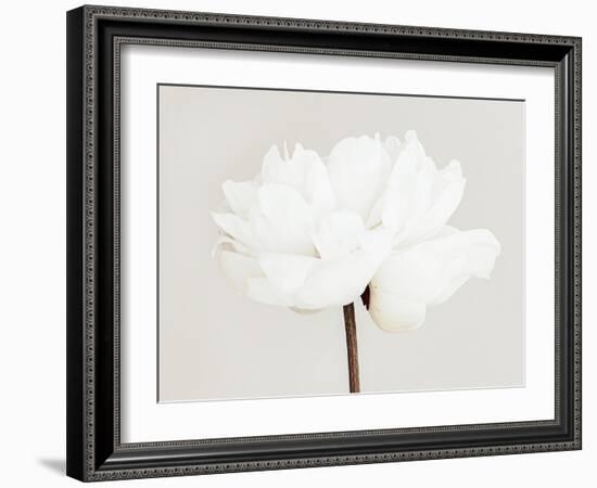 Peony 11-Pictufy Studio III-Framed Giclee Print