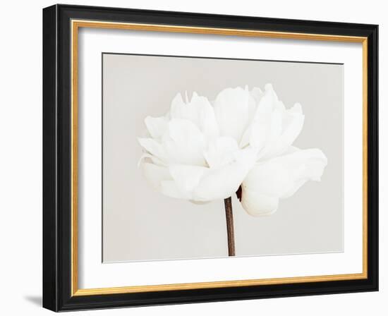 Peony 11-Pictufy Studio III-Framed Giclee Print