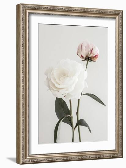 Peony 12-Pictufy Studio III-Framed Giclee Print