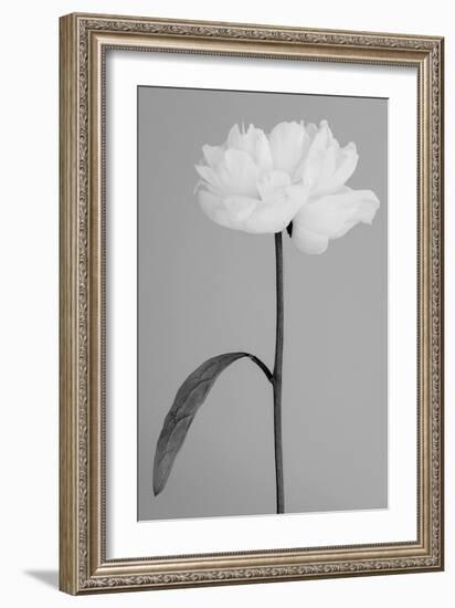 Peony 14-Pictufy Studio III-Framed Giclee Print