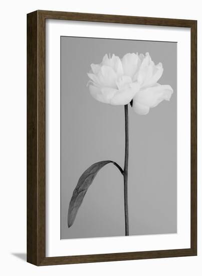 Peony 14-Pictufy Studio III-Framed Giclee Print