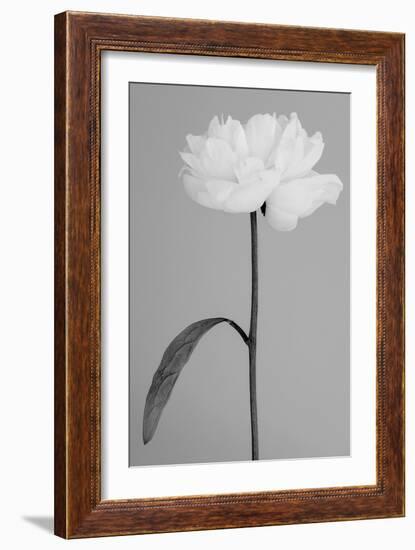 Peony 14-Pictufy Studio III-Framed Giclee Print