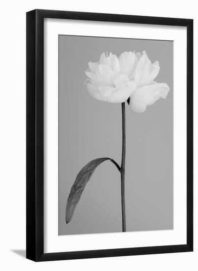 Peony 14-Pictufy Studio III-Framed Giclee Print