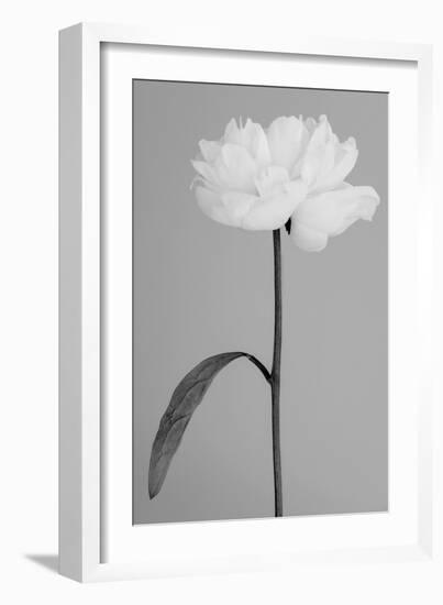 Peony 14-Pictufy Studio III-Framed Giclee Print