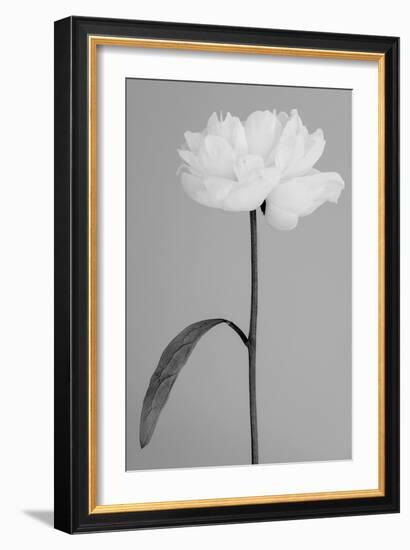 Peony 14-Pictufy Studio III-Framed Giclee Print