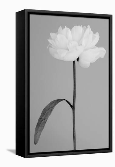 Peony 14-Pictufy Studio III-Framed Premier Image Canvas