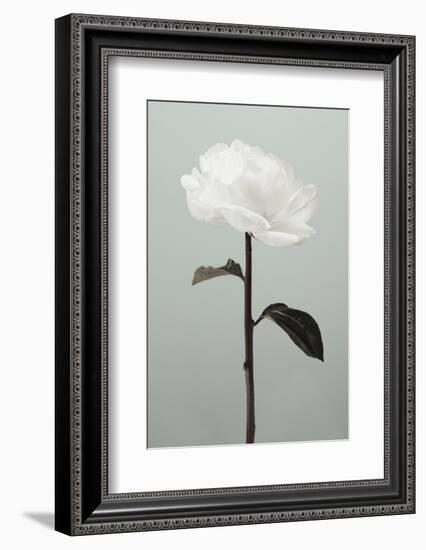 Peony 16-1x Studio III-Framed Photographic Print