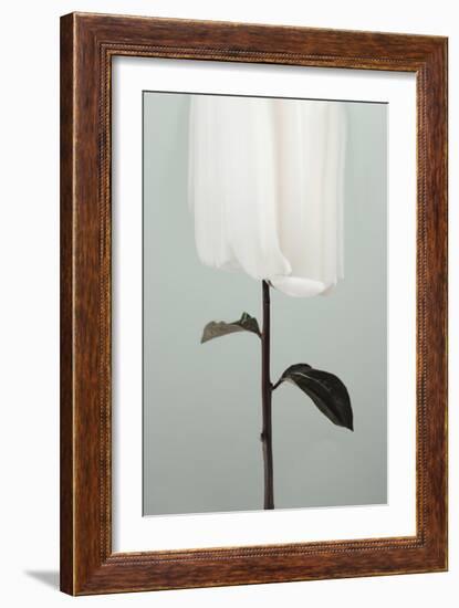 Peony 17-Pictufy Studio III-Framed Giclee Print