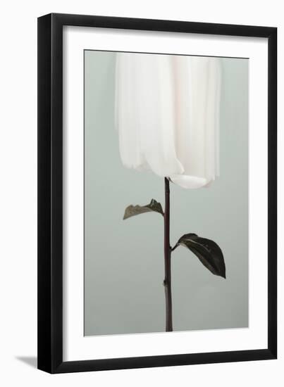 Peony 17-Pictufy Studio III-Framed Giclee Print