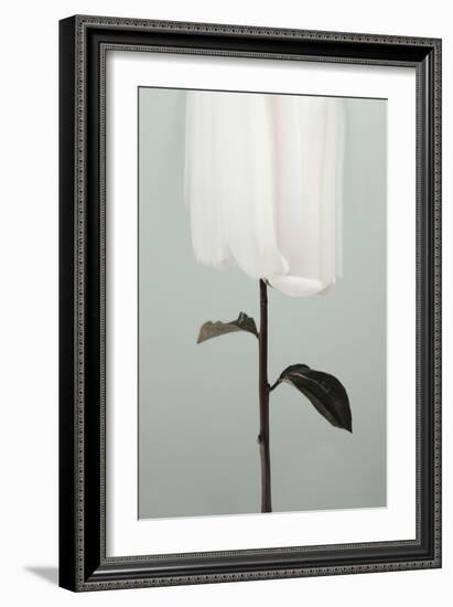 Peony 17-Pictufy Studio III-Framed Giclee Print