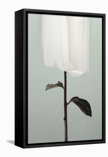 Peony 17-Pictufy Studio III-Framed Premier Image Canvas