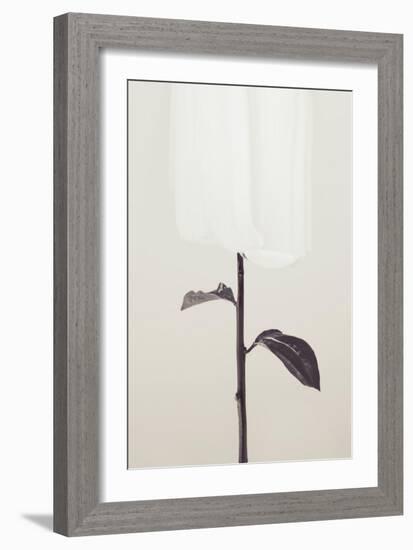 Peony 18-Pictufy Studio III-Framed Giclee Print