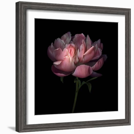 Peony 1-Magda Indigo-Framed Photographic Print