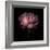 Peony 1-Magda Indigo-Framed Photographic Print