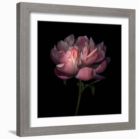 Peony 1-Magda Indigo-Framed Photographic Print