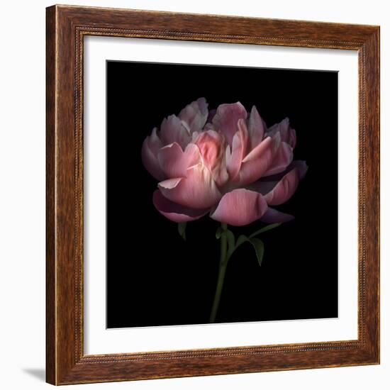 Peony 1-Magda Indigo-Framed Photographic Print