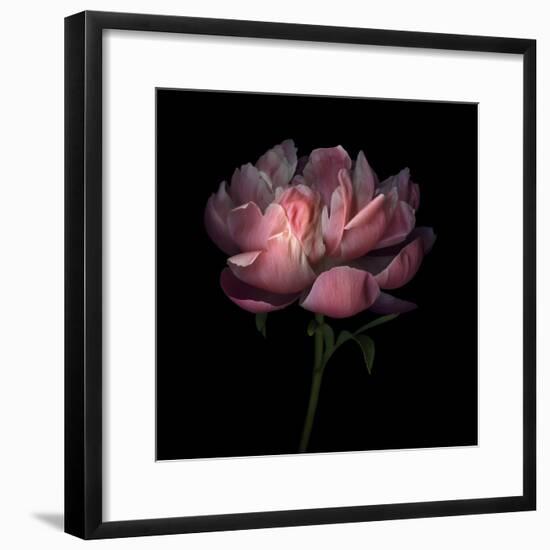 Peony 1-Magda Indigo-Framed Photographic Print