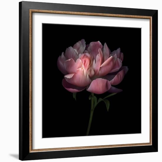 Peony 1-Magda Indigo-Framed Photographic Print