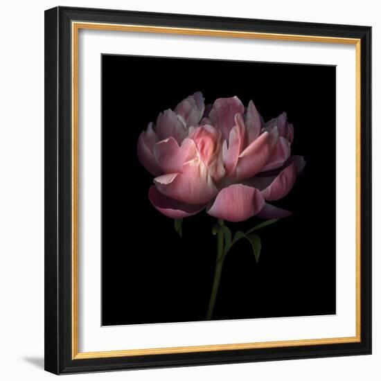 Peony 1-Magda Indigo-Framed Photographic Print