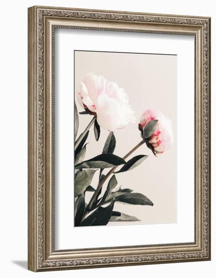 Peony 23-1x Studio III-Framed Photographic Print