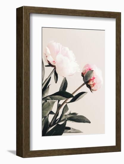 Peony 23-1x Studio III-Framed Photographic Print