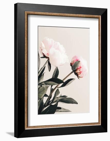 Peony 23-1x Studio III-Framed Photographic Print