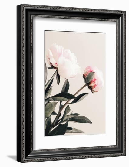 Peony 23-1x Studio III-Framed Photographic Print