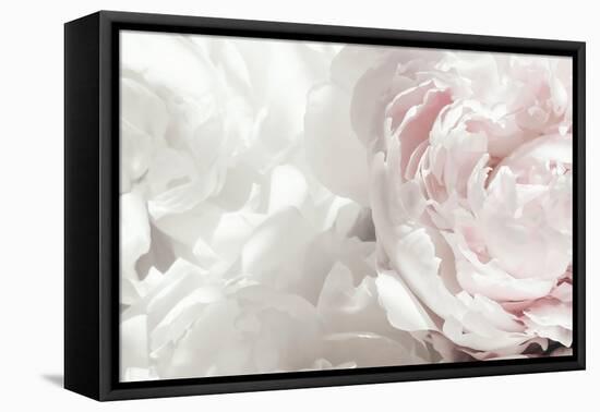 Peony 25-Pictufy Studio III-Framed Premier Image Canvas