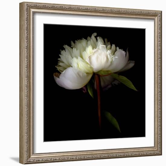 Peony 2-Magda Indigo-Framed Photographic Print