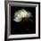 Peony 2-Magda Indigo-Framed Photographic Print