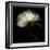 Peony 2-Magda Indigo-Framed Photographic Print