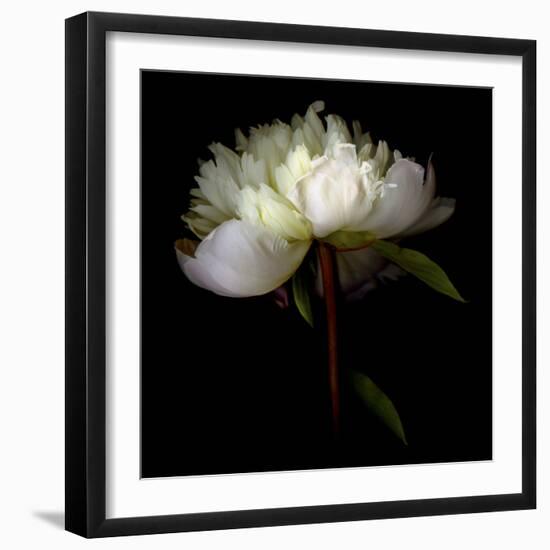 Peony 2-Magda Indigo-Framed Photographic Print