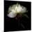 Peony 2-Magda Indigo-Mounted Photographic Print